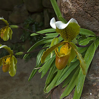 Buy canvas prints of Slipper Orchids by Robert Murray