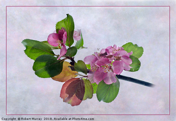 Pink Apple Blossom Springtime Picture Board by Robert Murray