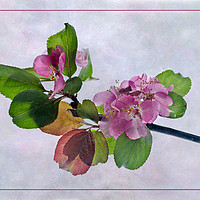 Buy canvas prints of Pink Apple Blossom Springtime by Robert Murray