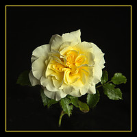 Buy canvas prints of Yellow Rose by Robert Murray