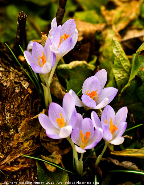 Woodland Crocus Picture Board by Robert Murray