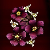 Buy canvas prints of Lenten Rose and Snowdrops by Robert Murray