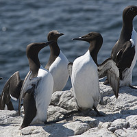 Buy canvas prints of Guillemots by Robert Murray