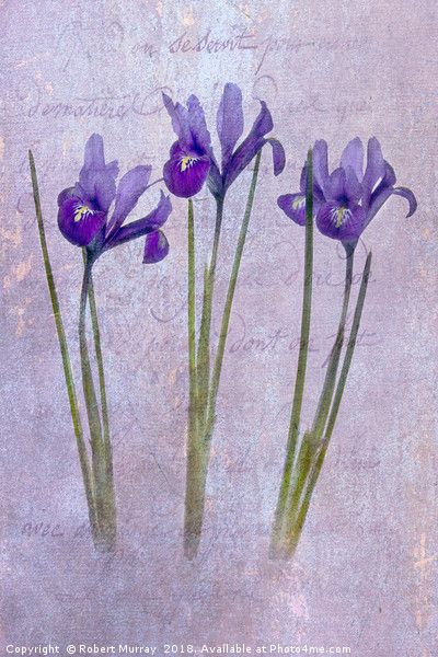 Iris reticulata Picture Board by Robert Murray