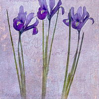 Buy canvas prints of Iris reticulata by Robert Murray