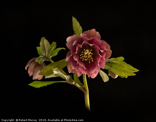 Hellebore Picture Board by Robert Murray