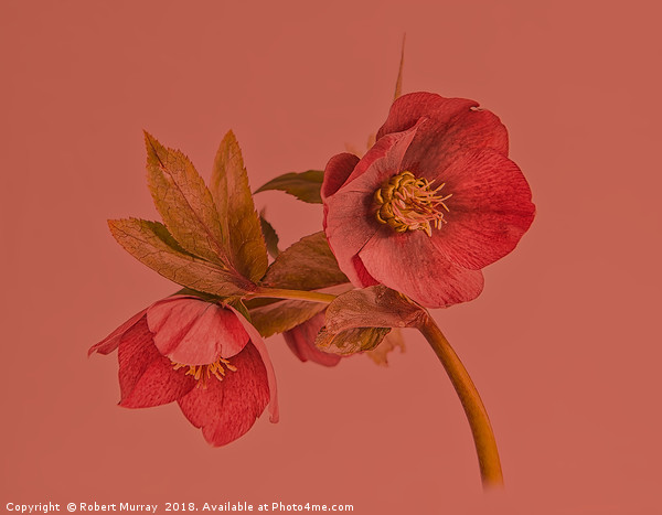 Hellebore on red Picture Board by Robert Murray