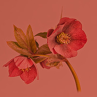 Buy canvas prints of Hellebore on red by Robert Murray