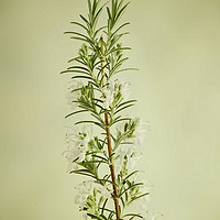 Buy canvas prints of Herb Rosemary by Robert Murray