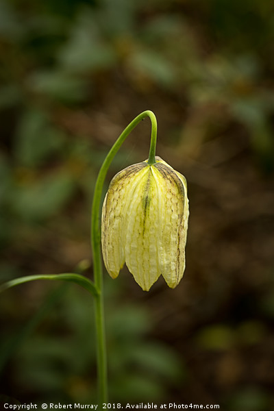 Snake's Head Fritillary Picture Board by Robert Murray