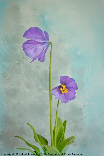 Dwarf Blue Meconopsis Picture Board by Robert Murray