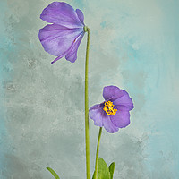 Buy canvas prints of Dwarf Blue Meconopsis by Robert Murray