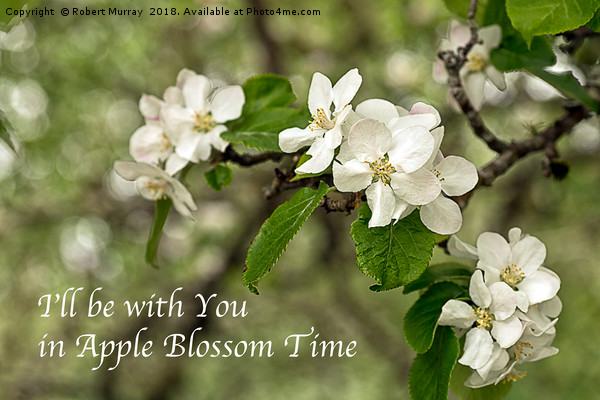 Apple Blossom Time Picture Board by Robert Murray