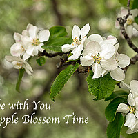 Buy canvas prints of Apple Blossom Time by Robert Murray