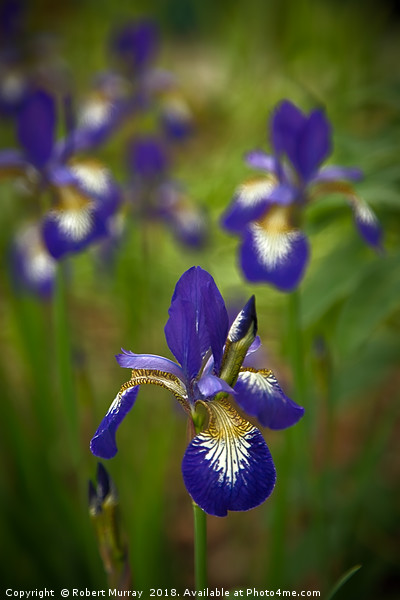 Blue Iris Picture Board by Robert Murray