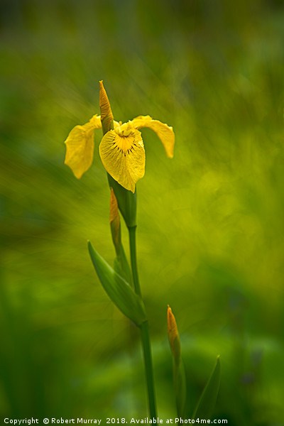 Yellow Flag Iris Picture Board by Robert Murray