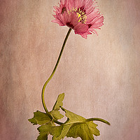 Buy canvas prints of Frilly Poppy by Robert Murray