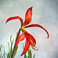 Buy canvas prints of Jacobean Lily by Robert Murray