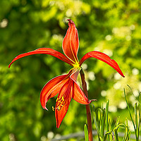 Buy canvas prints of Aztec Lily by Robert Murray