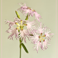 Buy canvas prints of Frilly Dianthus by Robert Murray