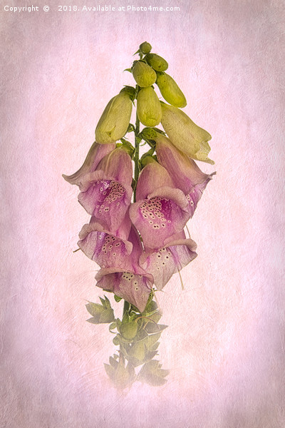 Pink Foxglove Picture Board by Robert Murray