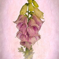 Buy canvas prints of Pink Foxglove by Robert Murray