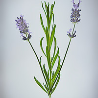 Buy canvas prints of Lavender by Robert Murray