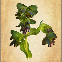 Buy canvas prints of Cerinthe by Robert Murray