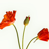 Buy canvas prints of California Poppies by Robert Murray