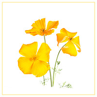 Buy canvas prints of California poppies 2 by Robert Murray