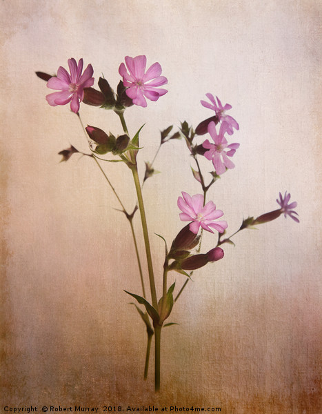 Red Campion Picture Board by Robert Murray