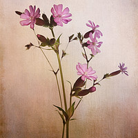 Buy canvas prints of Red Campion by Robert Murray