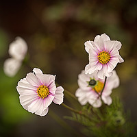 Buy canvas prints of Cosmos by Robert Murray