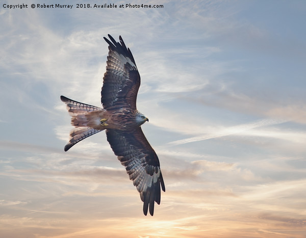 Red Kite Picture Board by Robert Murray