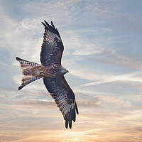 Buy canvas prints of Red Kite by Robert Murray