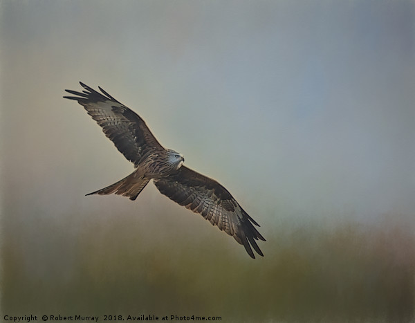 Red Kite2   Picture Board by Robert Murray