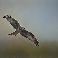 Buy canvas prints of Red Kite2   by Robert Murray