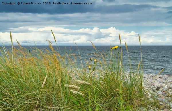 Plants on the Shingle Beach Picture Board by Robert Murray