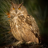 Buy canvas prints of Eagle Owl by Robert Murray