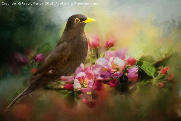 Blackbird with Apple Blossom Picture Board by Robert Murray