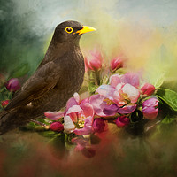 Buy canvas prints of Blackbird with Apple Blossom by Robert Murray