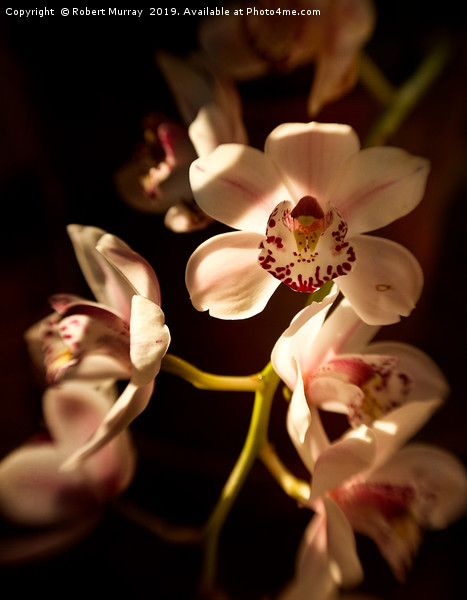 Cymbidium Orchid Picture Board by Robert Murray