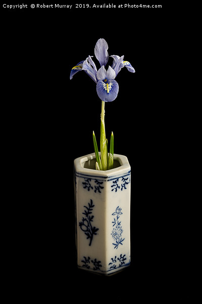 Iris reticulata - "Alida" Picture Board by Robert Murray