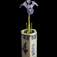 Buy canvas prints of Iris reticulata - "Alida" by Robert Murray