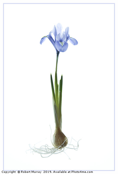 Iris reticulata "Alida" Picture Board by Robert Murray