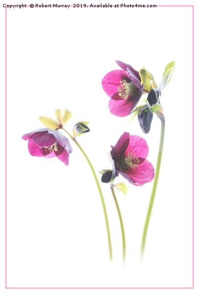 Hellebore trio Picture Board by Robert Murray
