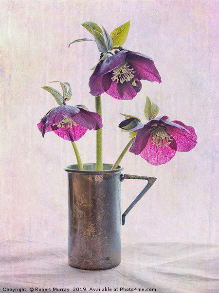 Hellebore Trio in Cup Picture Board by Robert Murray