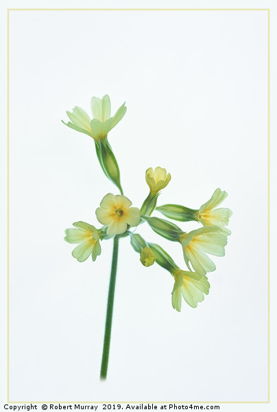 Cowslip Picture Board by Robert Murray
