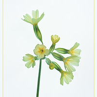 Buy canvas prints of Cowslip by Robert Murray