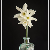 Buy canvas prints of White Narcissus on Black Background by Robert Murray
